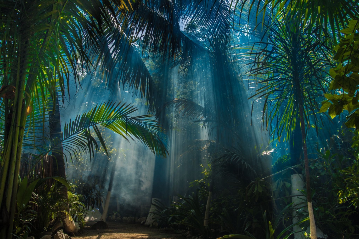 Sunlight through palms at the retreat villa in Playa Del Carmen